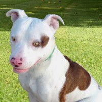 Butch Osborne After a rough start, Butch found his furever home